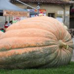 Casa Vacanze Fusina (Dogliani) zucche giganti a Piozzo