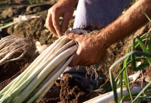 Casa Vacanze Fusina (Dogliani) – Fiera del Porro di Cervere