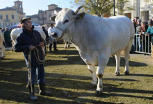 Casa Vacanze Fuisna (Dogliani) – Fiera del Bue Grasso di Carrù