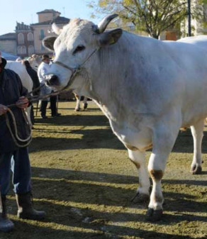 La Fassona La Fassona