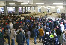 Casa Vacanze Fuisna (Dogliani) – Fiera del Bue Grasso di Carrù