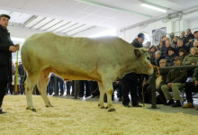 Casa Vacanze Fuisna (Dogliani) – Fiera del Bue Grasso di Carrù