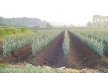 Casa Vacanze Fusina (Dogliani) – Fiera del Porro di Cervere