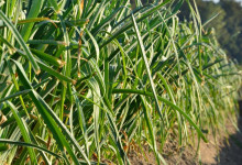 Casa Vacanze Fusina (Dogliani) – Porro di Cervere