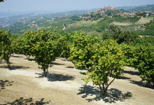 Casa Vacanze Fusina (Dogliani) – Noccioleto in Primavera