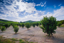 Casa Vacanze Fusina (Dogliani) – Noccioleto in Primavera
