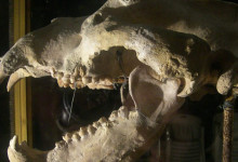 Casa Vacanze Fusina (Dogliani) – Grotta di Bossea Orso delle Caverne